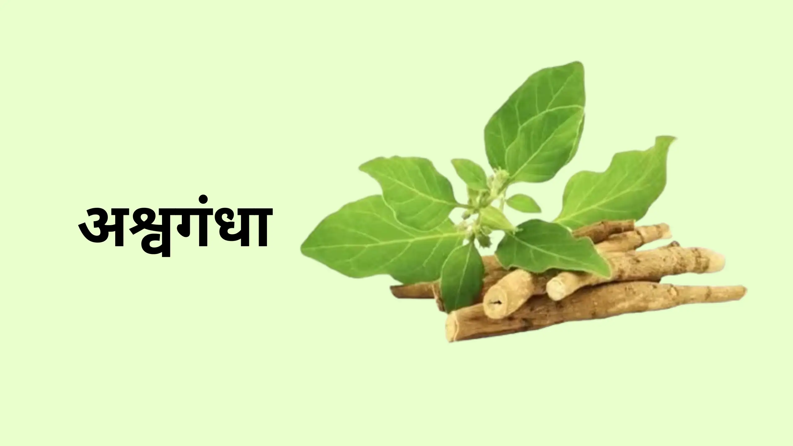 अश्वगंधा के चौंका देने वाले फायदे, इसीलिए विदेशों से आ रही है इतनी डिमांड